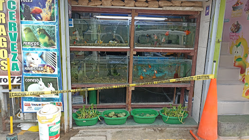 Acuario Petshop Havaianas