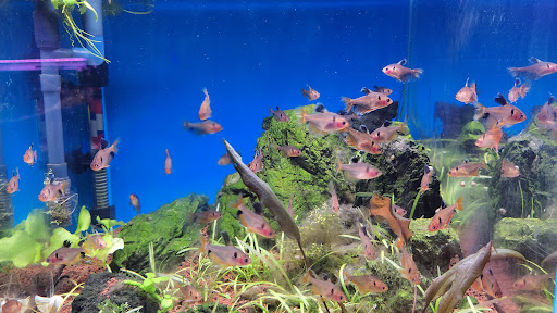 ACUARIO EN CASA