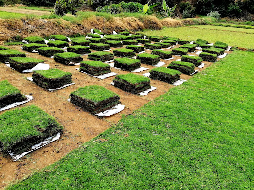 GRASS NATURAL/Infinito Grass Perú